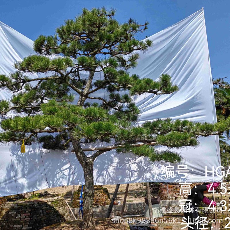 迎客松供应：自然之美与市场趋势同频共振