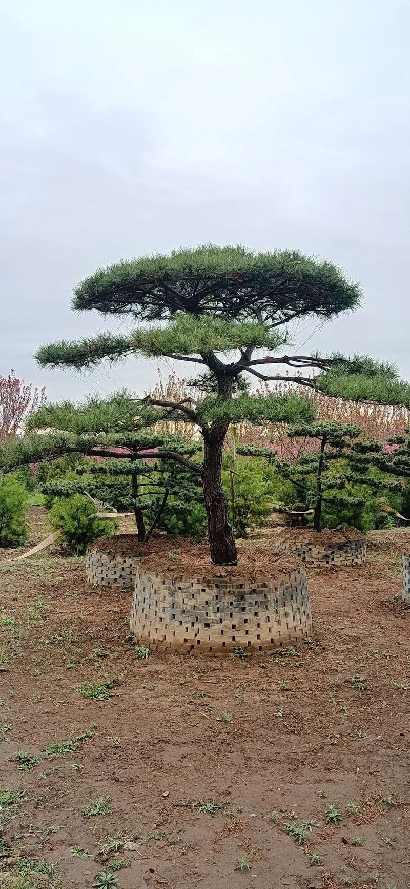 造型松销售——市场动态与发展趋势
