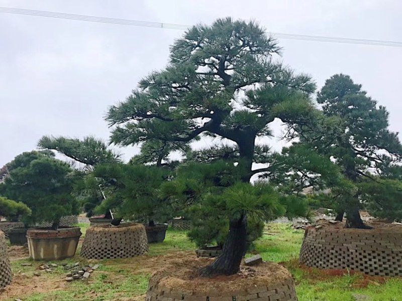 宜春黑松