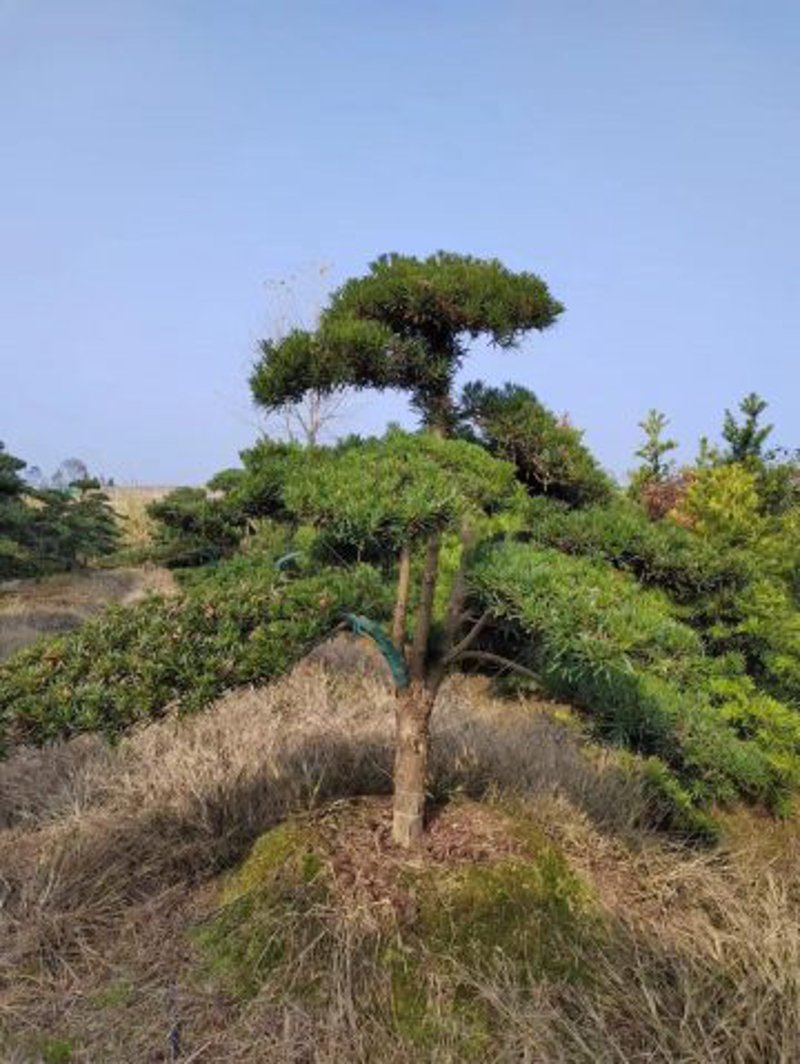 宜春造型松