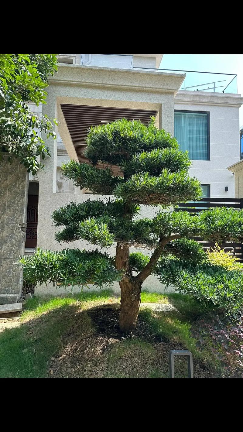 黑松价格动态解读：市场行情与未来趋势