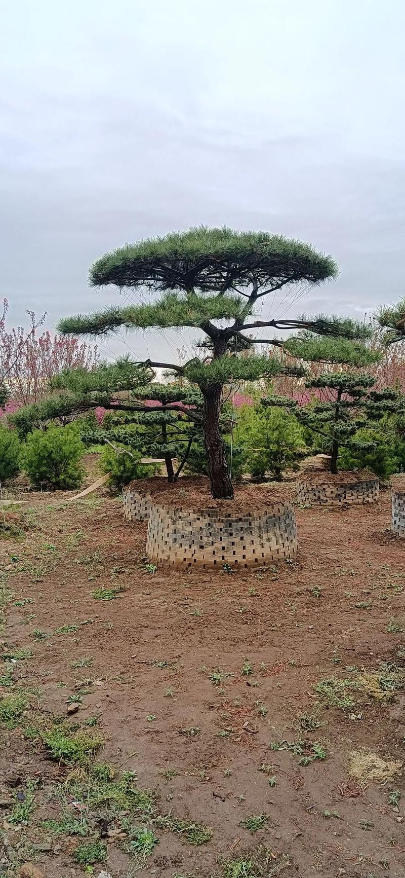 宜春造型松——自然与艺术的完美结合