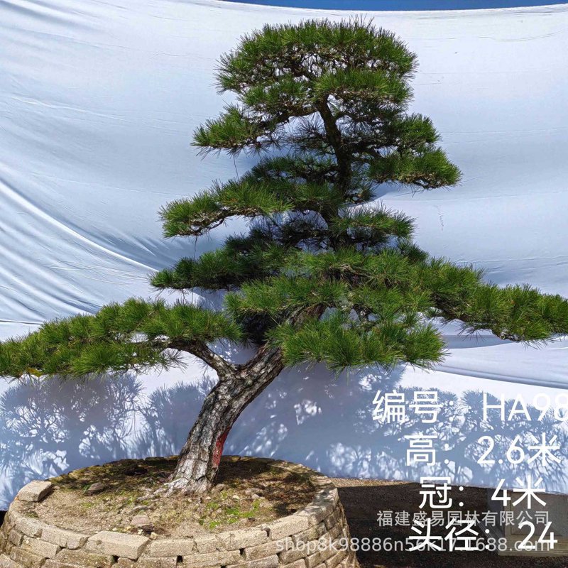 宜春造型松之魅力绽放