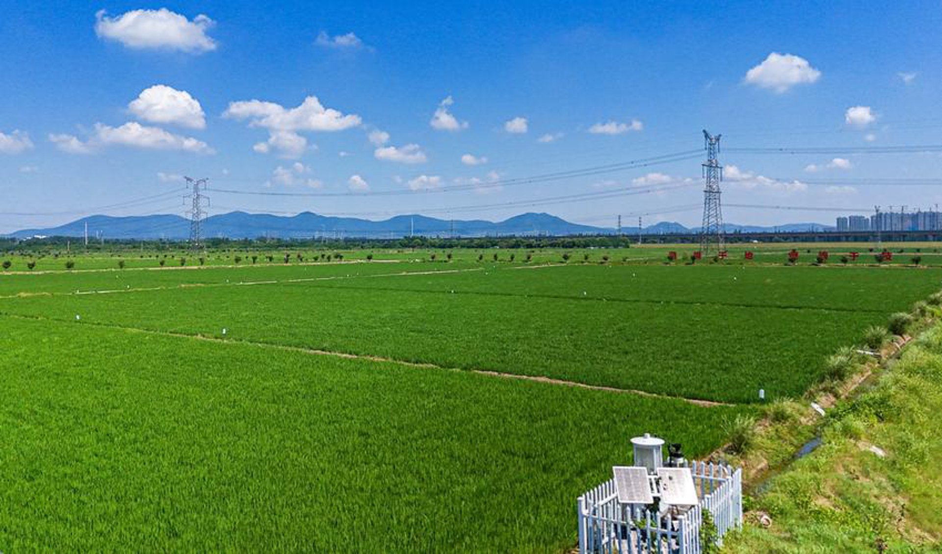 宜春景观松基地