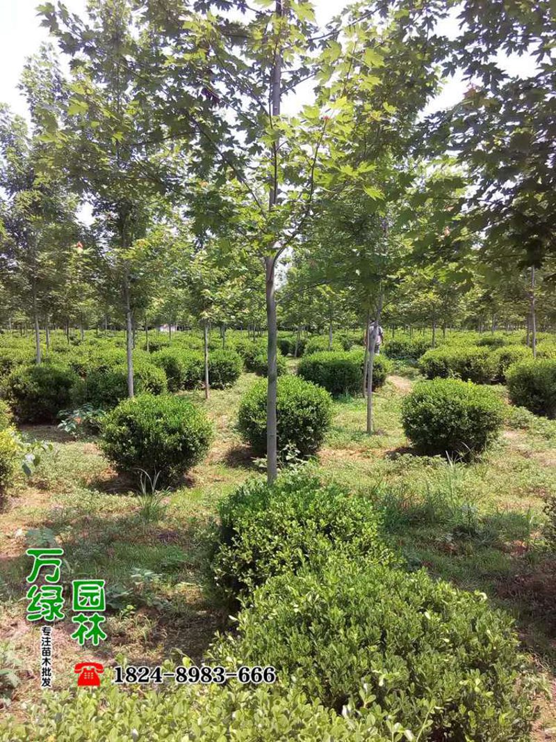 黑松价格动态观察：市场变化与消费者选择