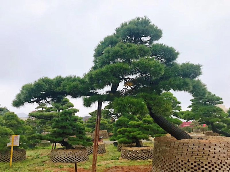 宜春造型松——自然造景的灵动之笔