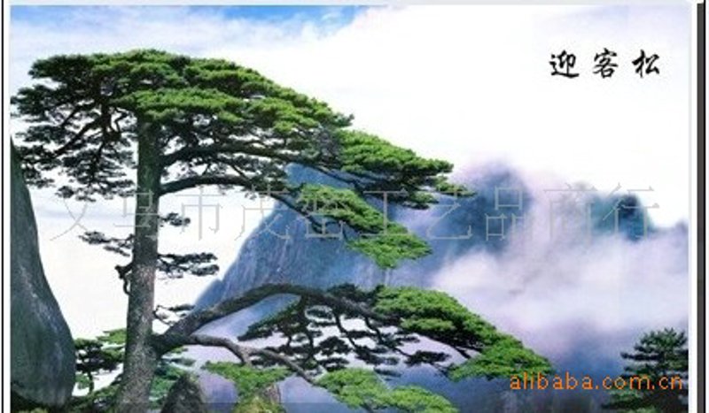 黑松价格动态解析