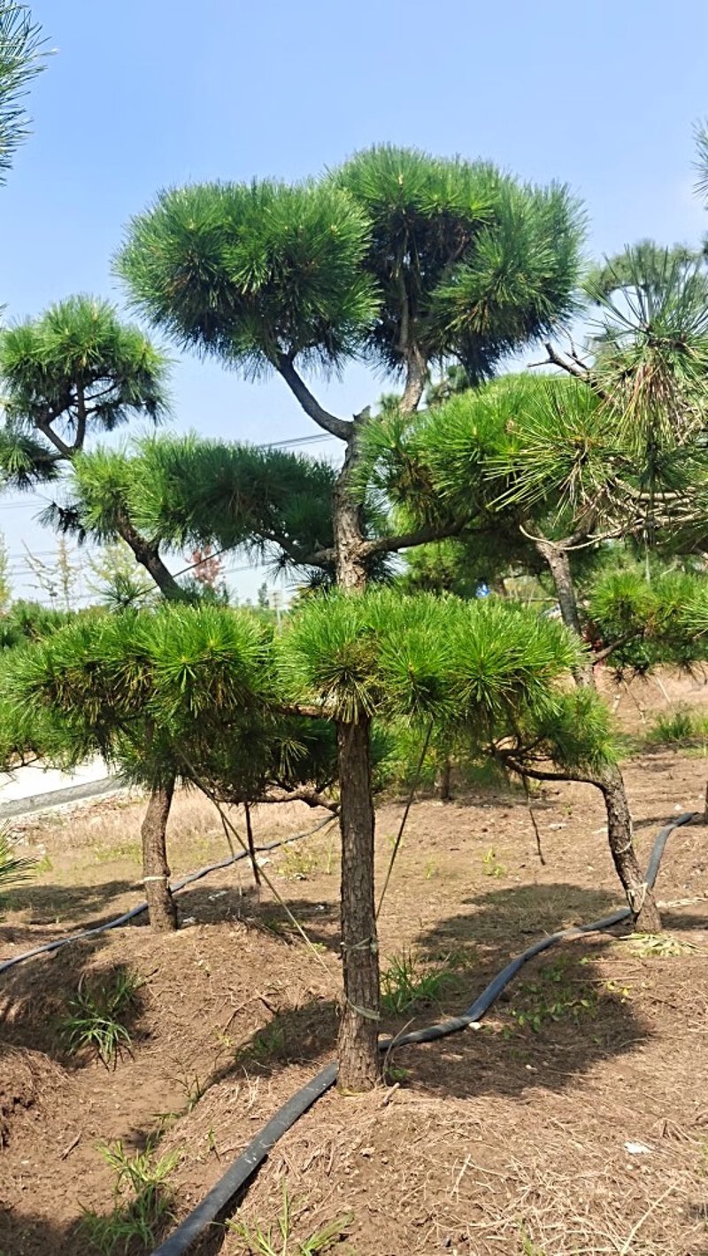 黑松价格