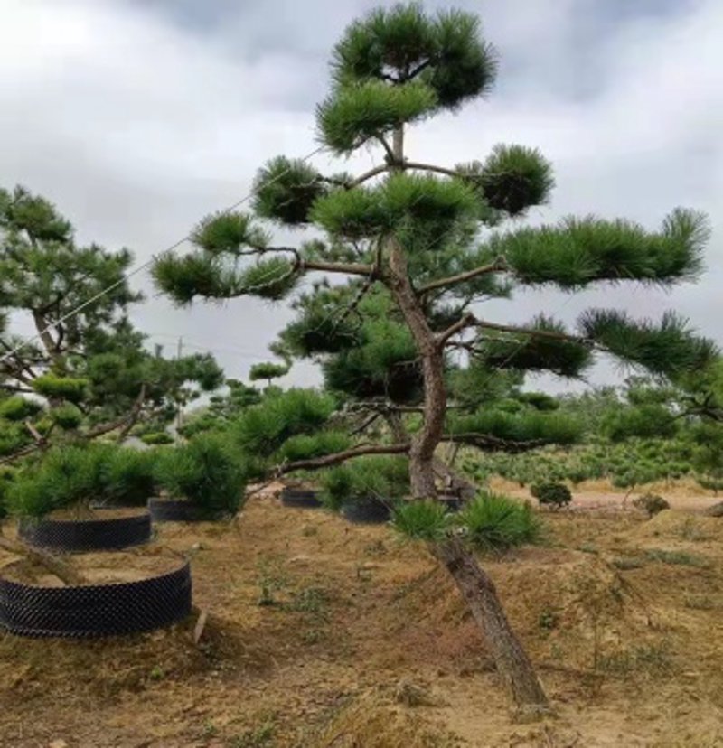 迎客松供应：自然之美与市场趋势同频共振